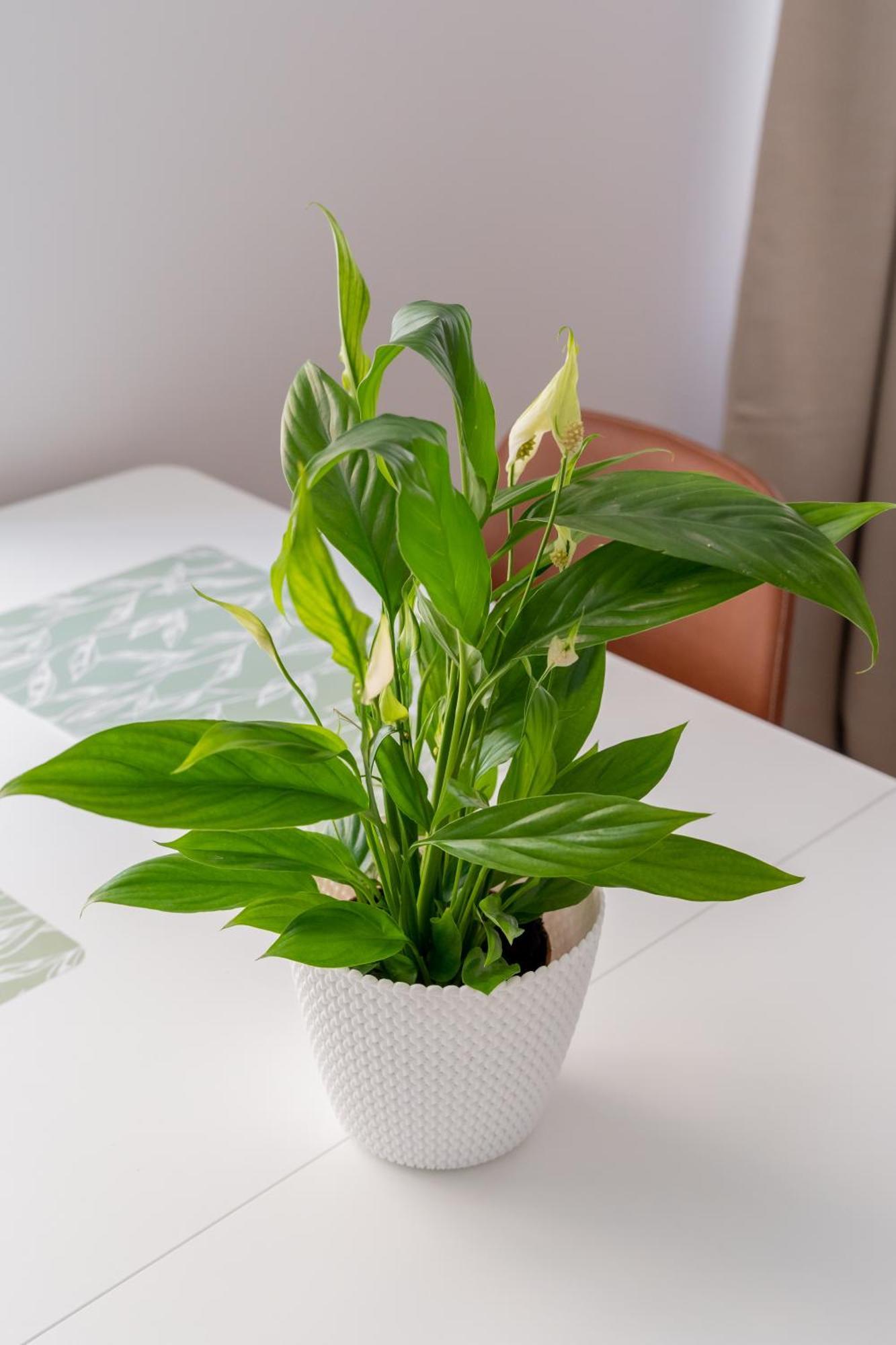 Апартаменты Spacious 1-bedroom In The Heart Of Old Town